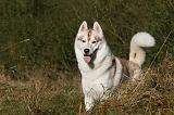 SIBERIAN HUSKY 787